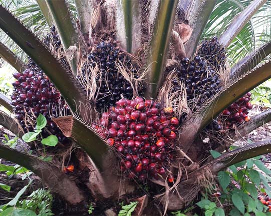 Oil Palm Programme Image