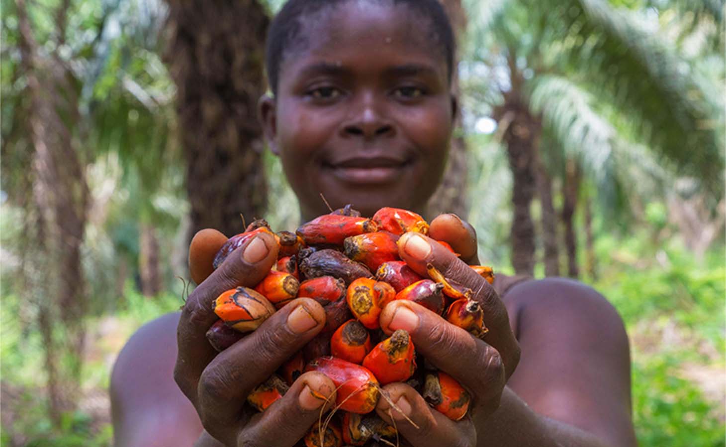 NISCOPS
<small>National Initiative for Sustainable and Climate Smart Oil Palm Smallholders</small> Image
