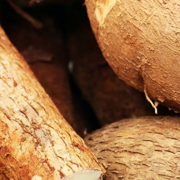 West Africa Virus Epidemiology intervention by CSIR-CRI boosts cassava output in Asesewa