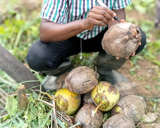 Coconut Programme Image