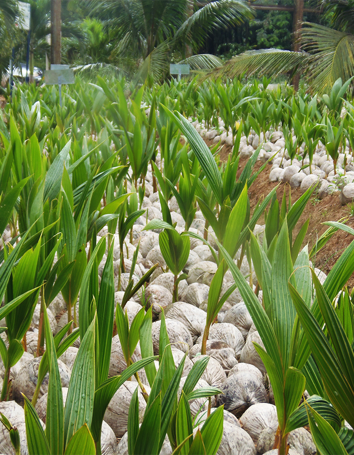 PERD
<small>Planting for Export and Rural Development</small> Image
