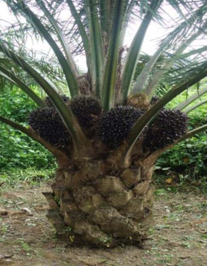 VITAPALM Project
<small>Improving nutritional quality and stability of palm oil produced by African Small-holders to fulfill African consumers' needs </small> Image